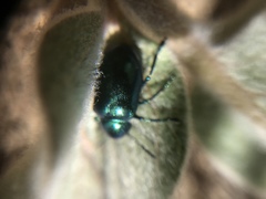 Chrysochus cobaltinus