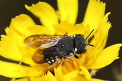 Pseudoanthidium nanum