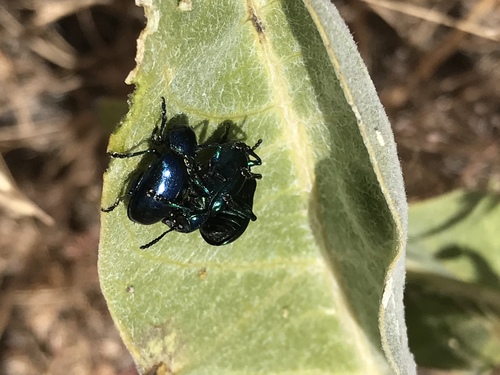 iNaturalist observation photo of Cobalt Milkweed Beetle