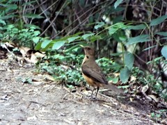 Turdus grayi