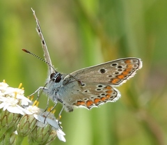 Aricia agestis