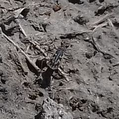 Cephalota chiloleuca