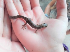 Lissotriton vulgaris