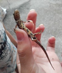 Lissotriton vulgaris