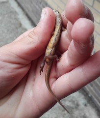 Lissotriton vulgaris