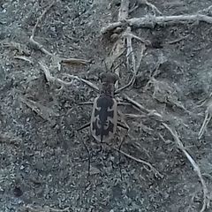 Cephalota chiloleuca