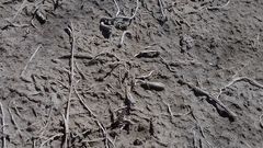 Cephalota chiloleuca