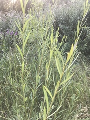 Salix vinogradovii