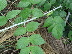 Rubus pungens oldhamii