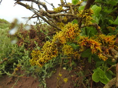 Dufourea flammea