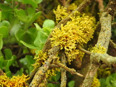 Dufourea flammea