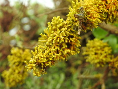 Dufourea flammea