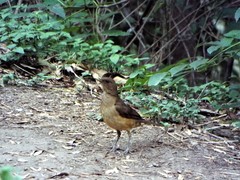 Turdus grayi