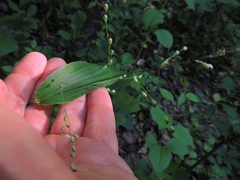 Dichanthelium latifolium