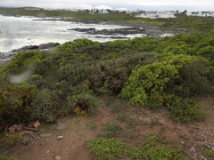 Aloe distans