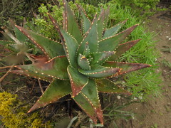 Aloe distans