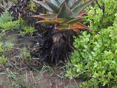 Aloe distans