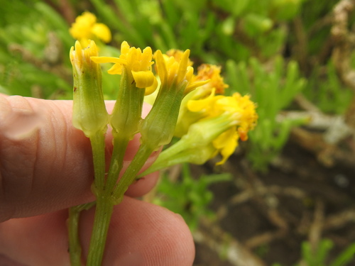 Curio corymbifer, photograph 5