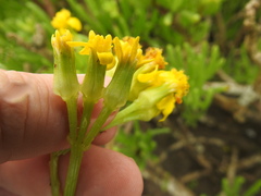 Curio corymbifer, photograph Matthew Fainman, CC BY, iNaturalist via GBIF