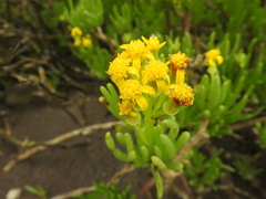 Curio corymbifer, photograph Matthew Fainman, CC BY, iNaturalist via GBIF