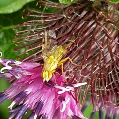 Terellia tussilaginis