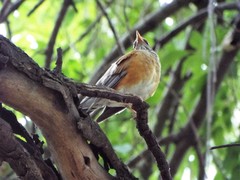 Turdus rufopalliatus