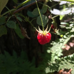 Rubus idaeus