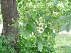 Salix chaenomeloides