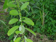 Salix chaenomeloides