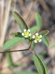 Euphorbia curtisii