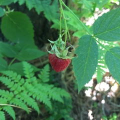 Rubus idaeus