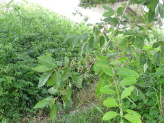 Salix chaenomeloides