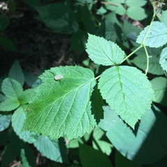 Rubus idaeus