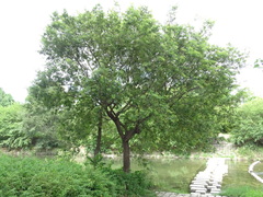 Salix chaenomeloides