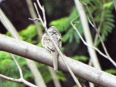 Columbina inca