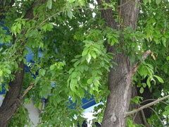 Salix chaenomeloides