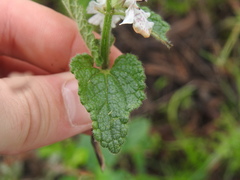Stachys bolusii