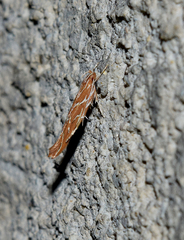 Pyroderces argyrogrammos