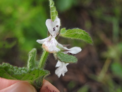 Stachys bolusii