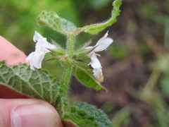 Stachys bolusii