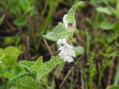 Stachys bolusii