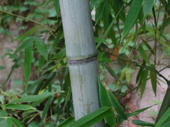 Phyllostachys bambusoides