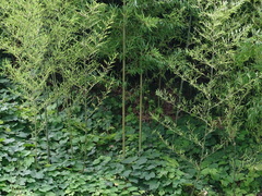 Phyllostachys bambusoides