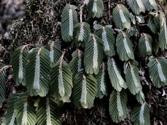 Elatostema salvinioides