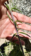 Penstemon spectabilis spectabilis