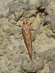 Pyroderces argyrogrammos