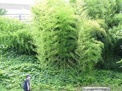 Phyllostachys bambusoides