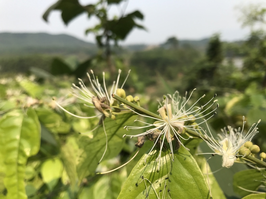 Capparis tenera