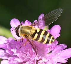 Syrphus torvus