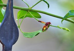 Rhynchium oculatum